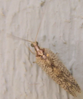 Brown Moths Alberta