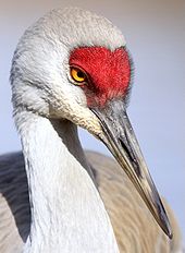 Sandhill Crane Wikipedia >> Sandhill Crane Wildlifepedia Wiki Fandom Powered By Wikia Sandhill Crane Wikipedia >> Sandhill Crane Wildlifepedia Wiki Fandom Powered By Wikia