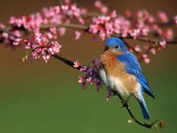 Blue Bird