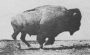 Bufflo galoping