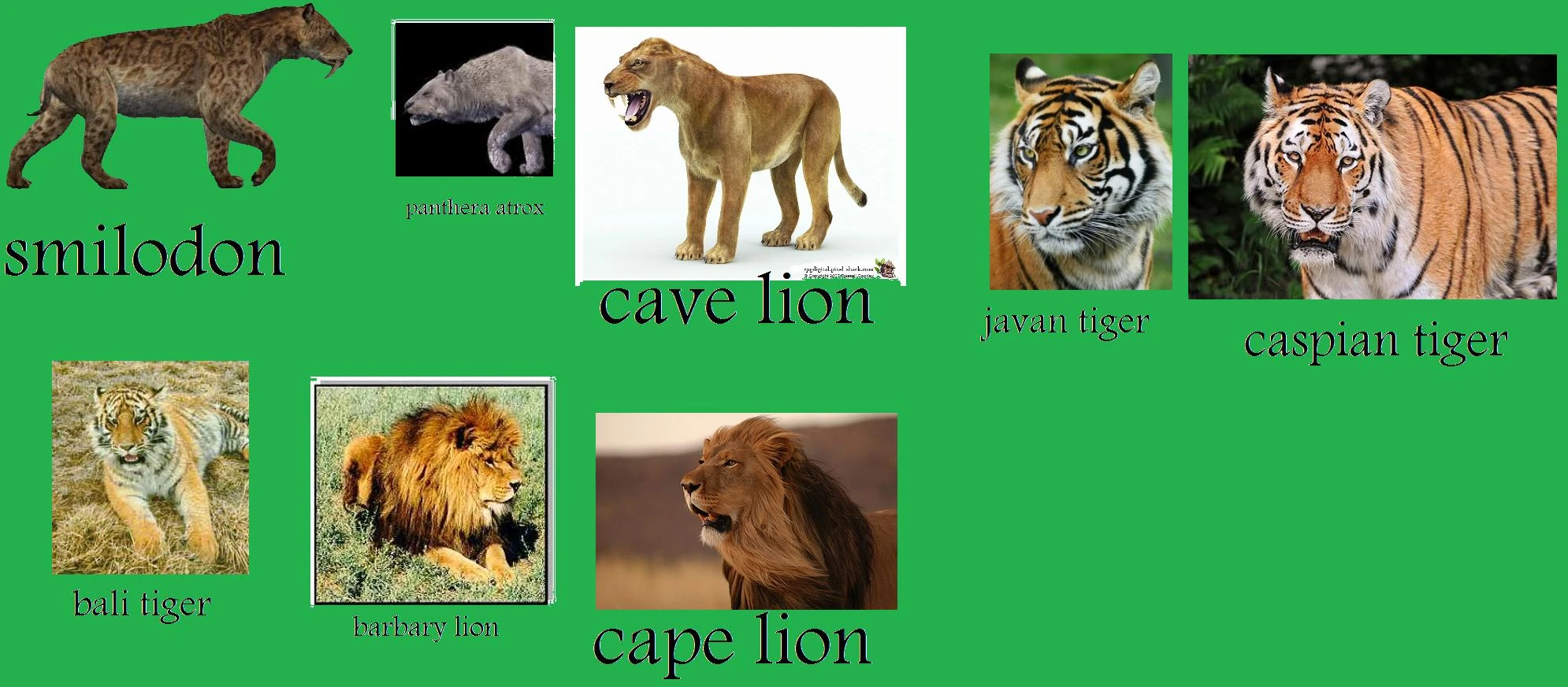 Image Extinct wild cats.jpg Wiledcats Wiki FANDOM powered by Wikia