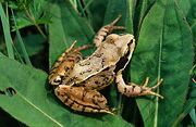 Common Frog