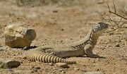 Spiny-tailed Lizard