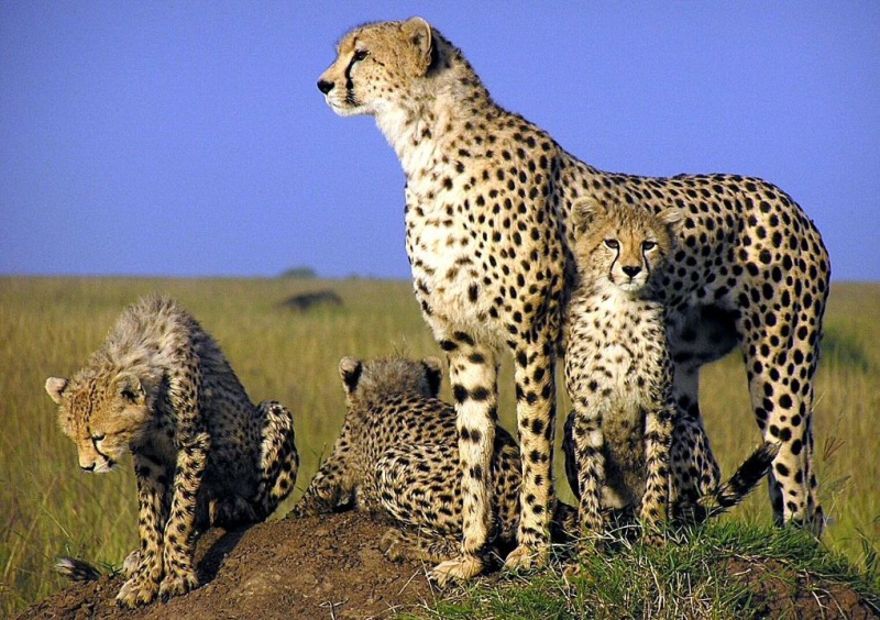 Cheetah | Animal Wiki | Fandom