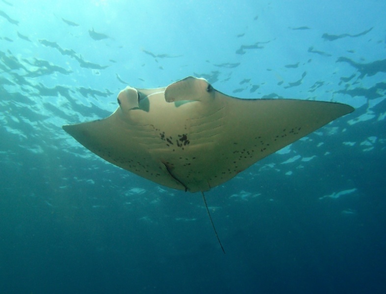 Manta Ray | Animal Wiki | Fandom