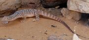 Desert Monitor