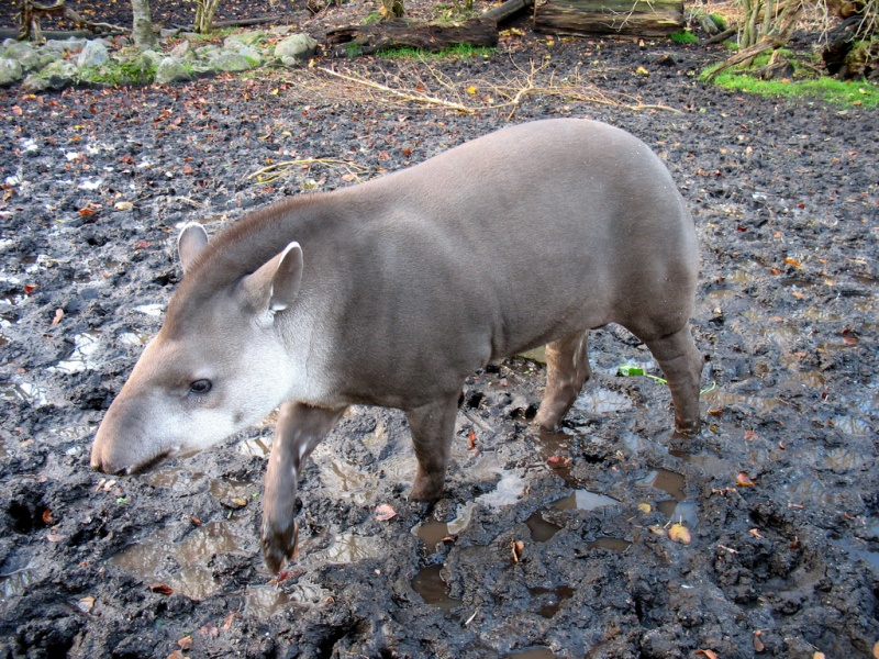 South American Tapir Biology Diagrams