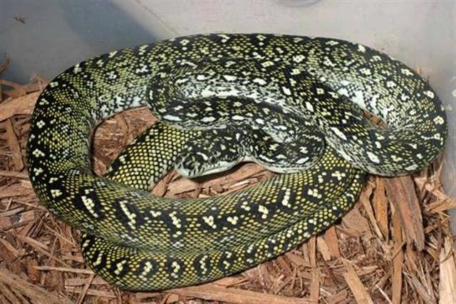Diamond Python | Animal Wiki | Fandom