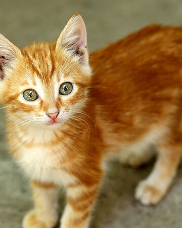 Horosian Fire Cat Wing Haven Wiki Fandom