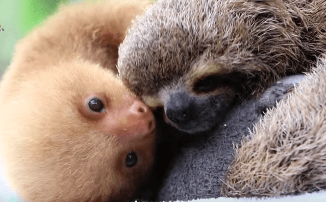Image - Baby-Two-Toed-Sloth-vs.-Baby-Three-Toed-Sloth-Is-The-Cutest