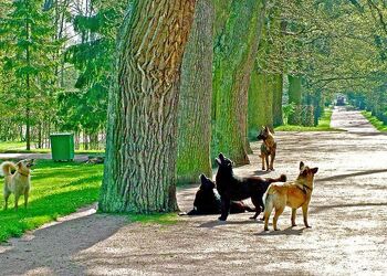 Dogs-barking-up-the-wrong-tree-at-catherines-palace-and-park-in-pushkintown-russia-ruth-hager