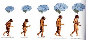 Evolucion Del Hombre Wiki Winner Fandom