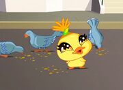 Chicko