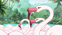 Flamingo 2