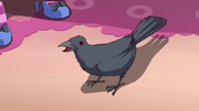GriffinCuervoT6