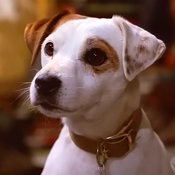 Wallpaper Wishbone Character Wishbone Wiki Fandom For Android
