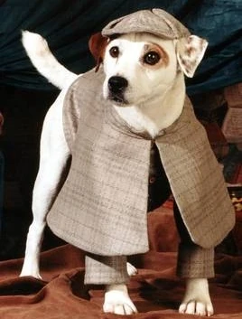 sherlock holmes dog outfit