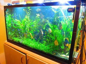 Acuario