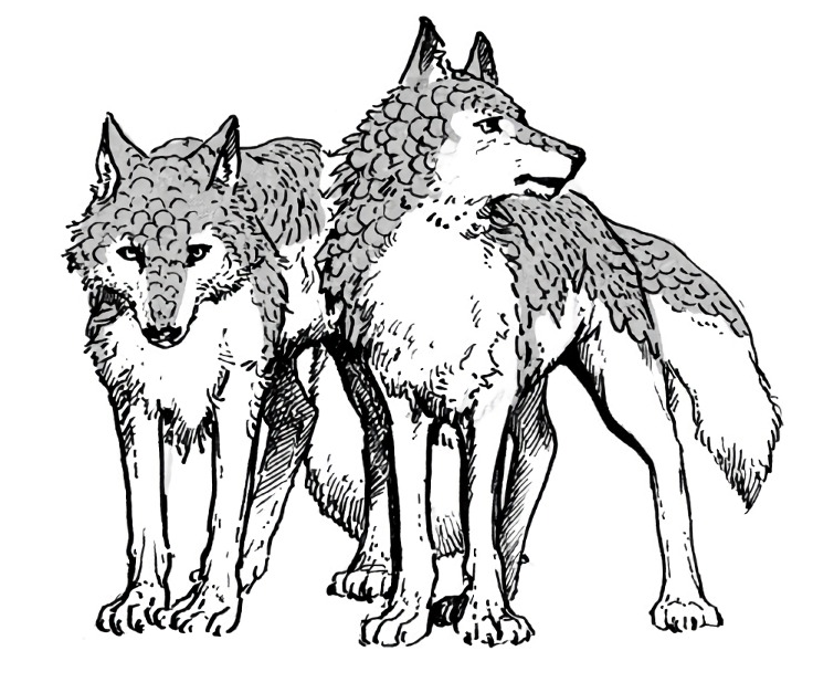 Writing by wolves. Wolf Scale.