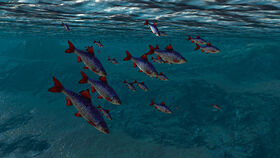 Fishes in witcher 3