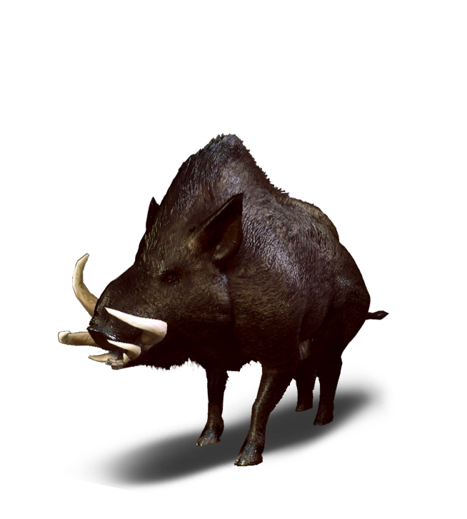 Resultado de imagem para boar witcher 3