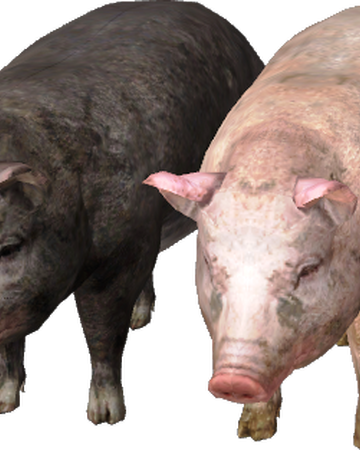 Pig Witcher Wiki Fandom