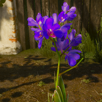 Blue Lotus Flower Witcher Wiki Fandom