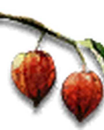 Winter Cherry Witcher Wiki Fandom