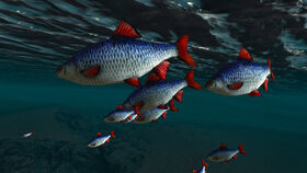 Fish of Skellige