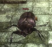 Beetle