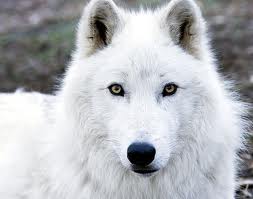 Images (24)