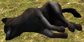 Wolf pup corpse