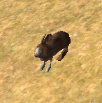 Wq hare