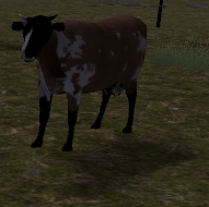 Cattle rance cow calf inspect (2.7)