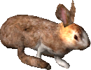 2.7 hare spring flee