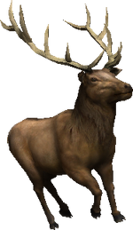 2.7 bull elk idle