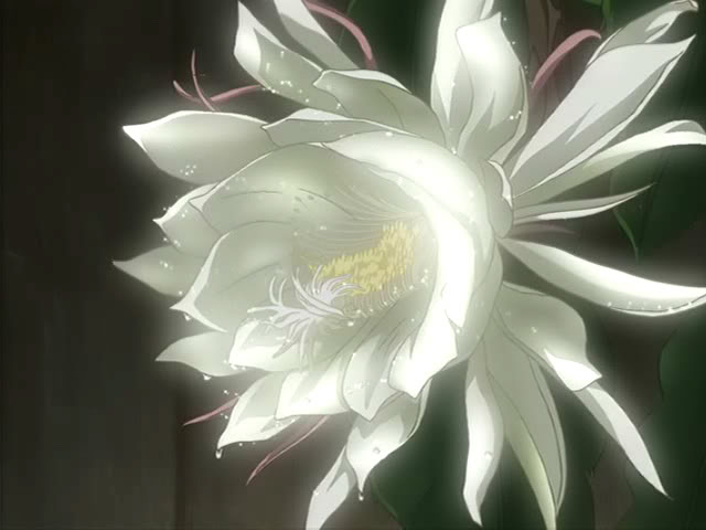Image result for luna flower