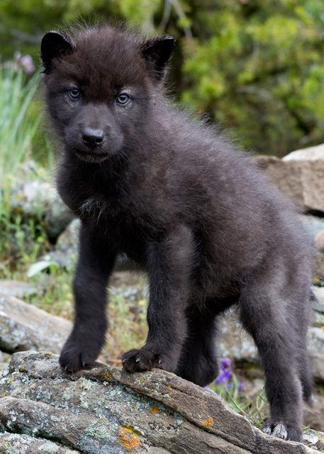 Znalezione obrazy dla zapytania black wolf puppy