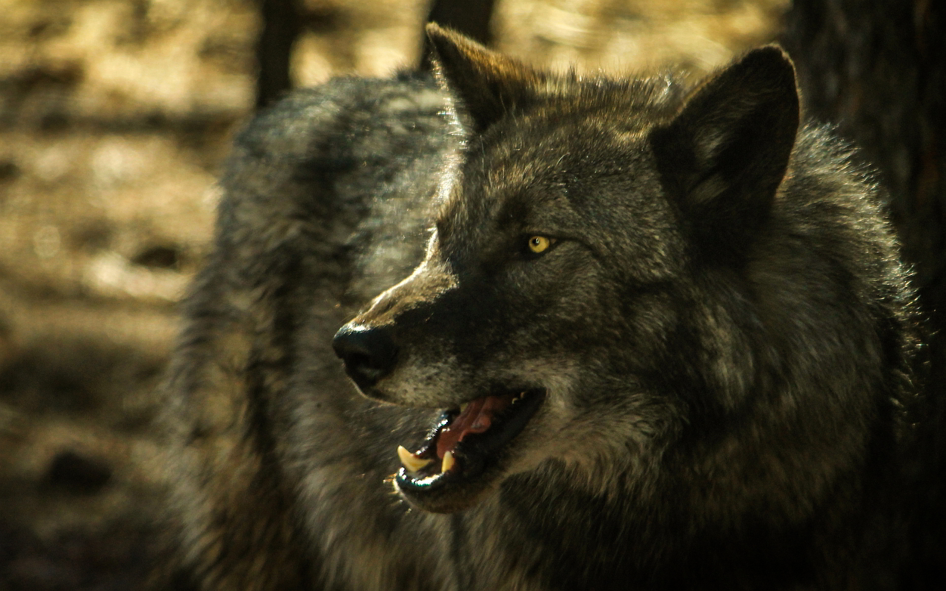 Night | Wolves Of Yellowstone Wiki | Fandom