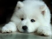 Wolf puppy pic