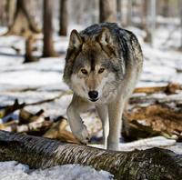 Wolf Wolfx 100