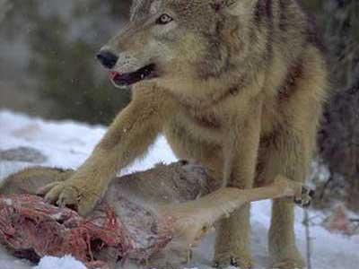 Wolf-eating-meat