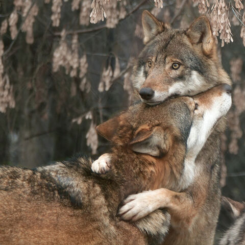 File:BIG WOLVE HUG!!.jpg
