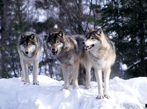 Wolf pack