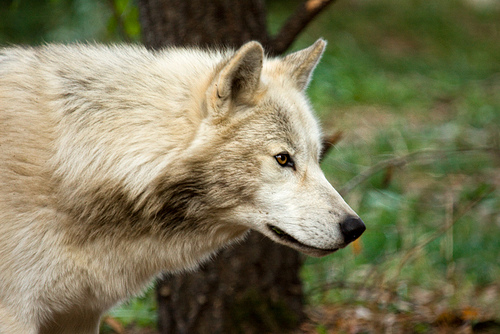 You won't Believe This.. 16+  Little Known Truths on Wolves Of The Beyond Characters: In the harsh wilderness beyond the owl word of ga'hoole, a wolf mother hides in fear.