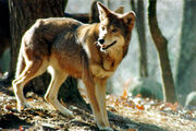 Red wolf
