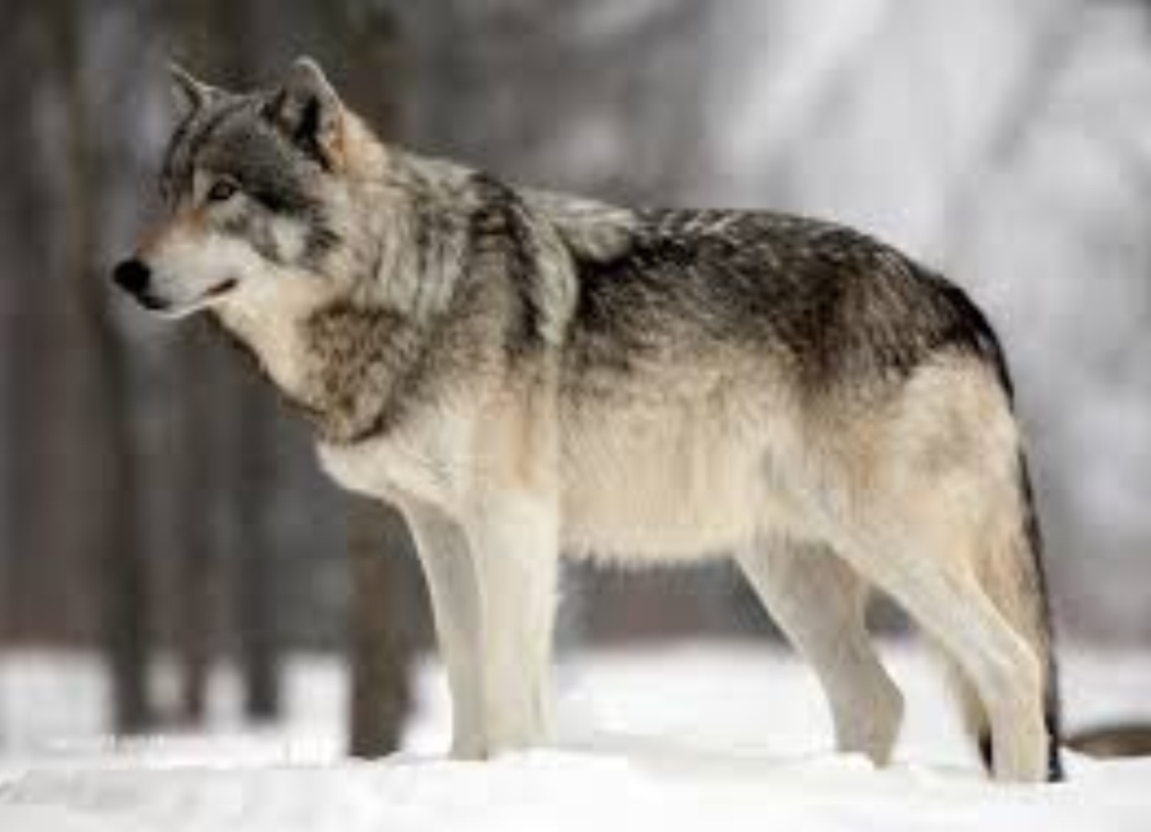 R wolf. Волк canis Lupus. Волк стоя сбоку. Волк серый обыкновенный. Макензенский волк.