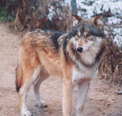 File:Redwolf.jpg