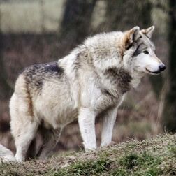 Wolf7
