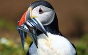 Real puffins